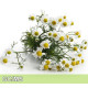 Chamomile Roman-羅馬洋甘菊 Chamomile Roman-羅馬洋甘菊